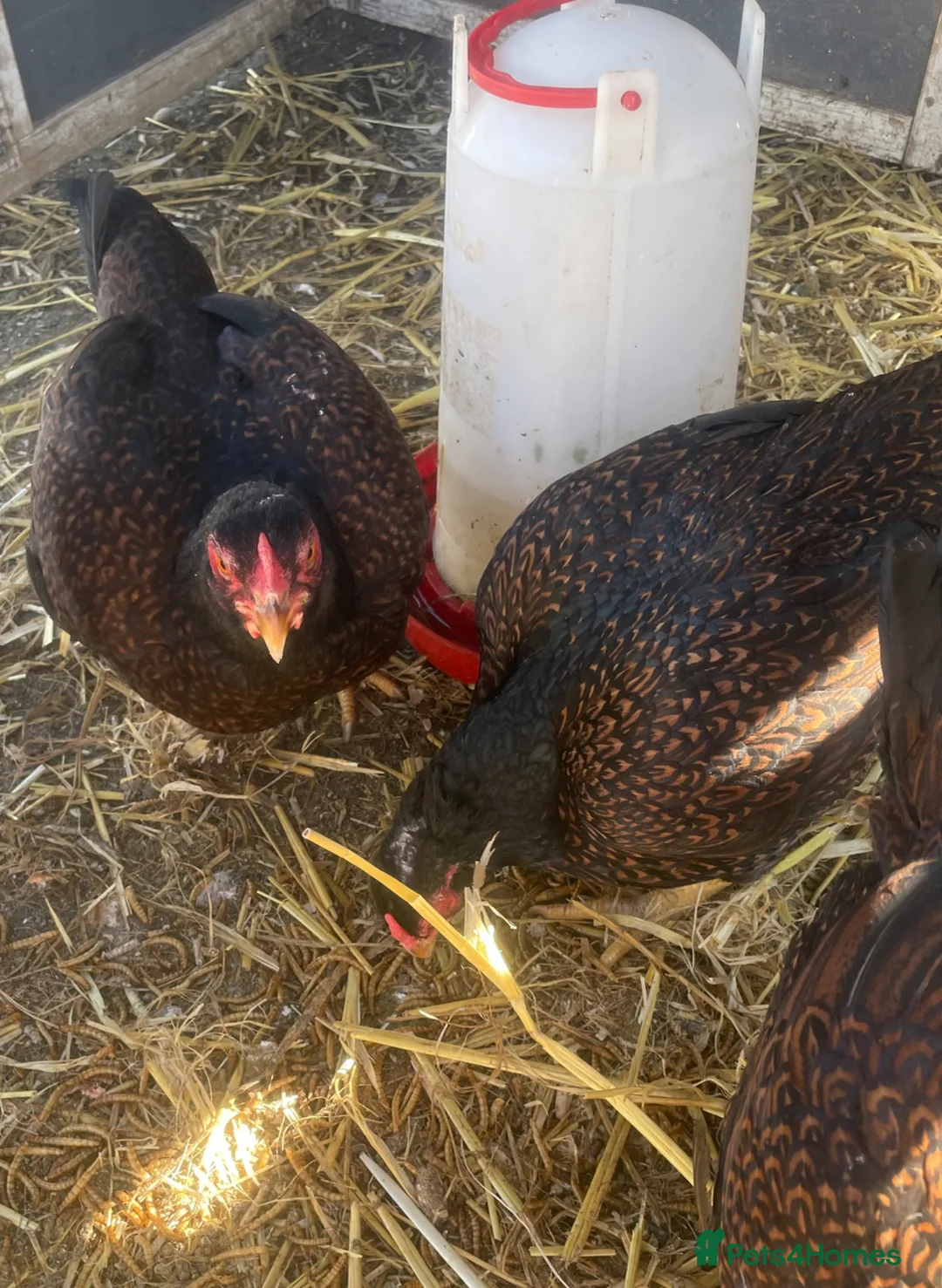 Chickens poultry for sale: Cornish bantam game chicks in Wickford - Advert 2