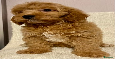 Cavapoo dogs - Advert 11