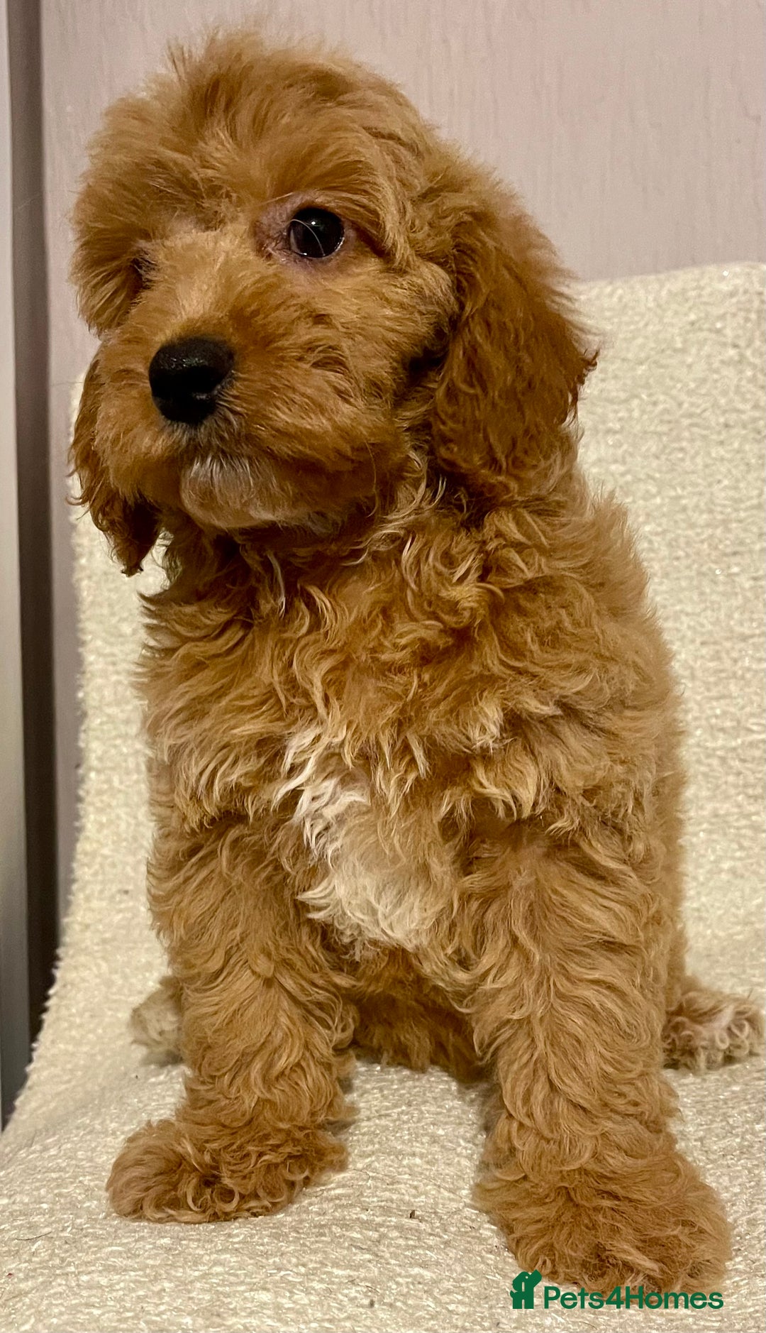 Cavapoo dogs for sale: Cavapoo Boy - Image 2
