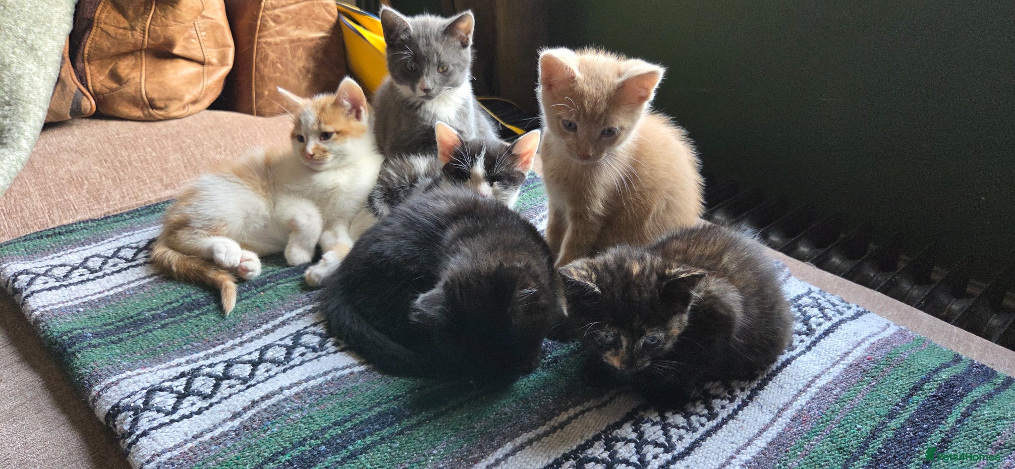 Mixed Breed cats Kittens for sale  - Advert 1