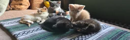 Mixed Breed cats for sale: Kittens for sale  in Leeds - Advert 1