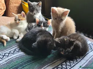 Mixed Breed cats Kittens for sale - Advert 1