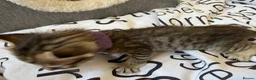 Bengal cats for sale: 🐾 Beautiful Bengal x Maine Coon Kittens 🐾 - Advert 5