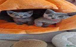 Russian Blue cats for sale: Pure Russian Blue kittens 💙  - Image 18