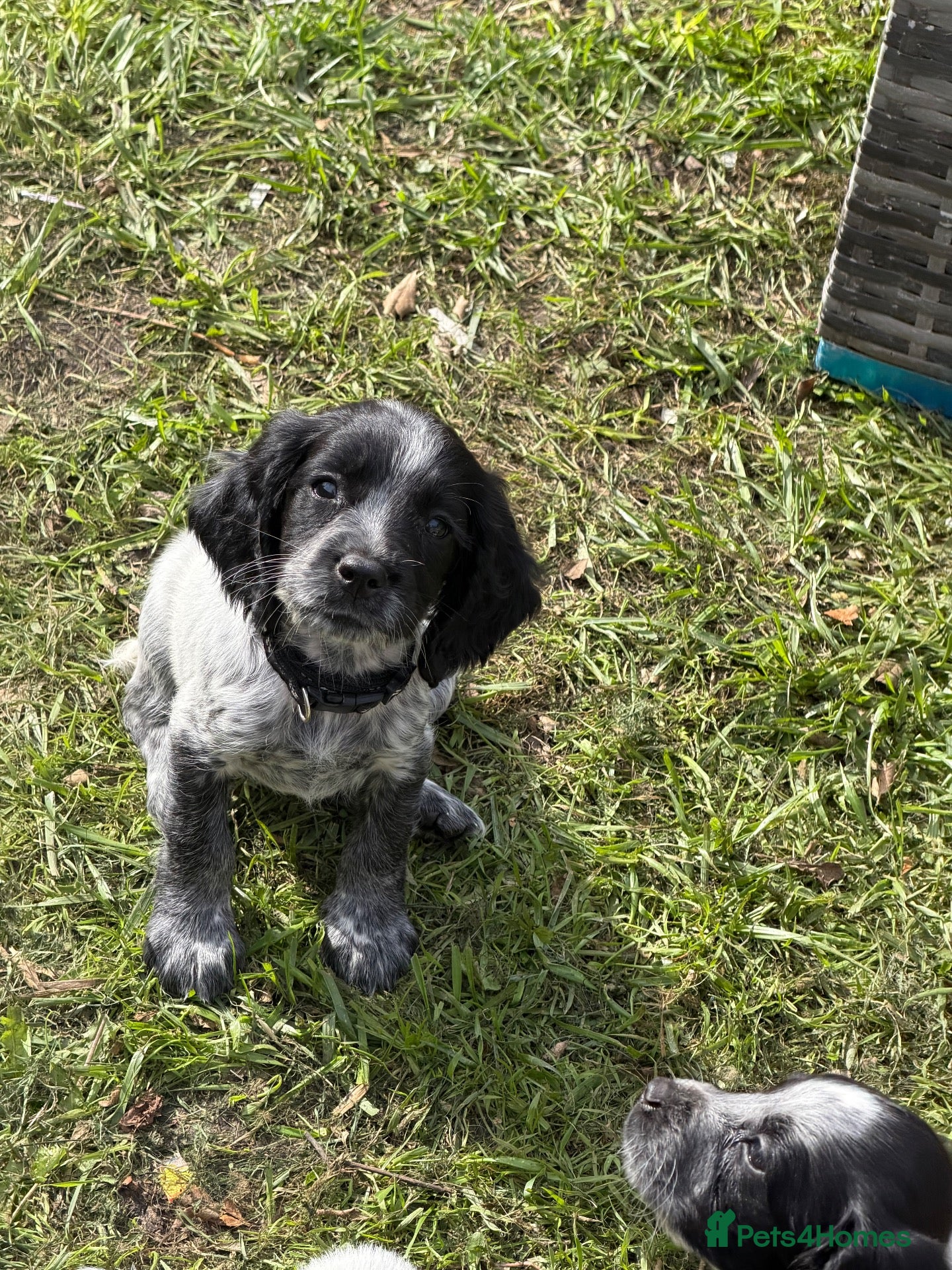 Sprocker dogs Sprocker Puppies  - Advert 2