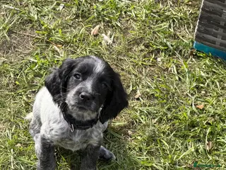 Sprocker dogs Sprocker Puppies - Advert 17