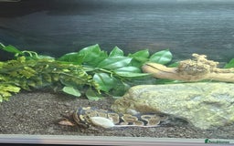 Python Snake reptiles for sale: Royal python  - Image 3