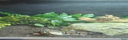 Python Snake reptiles for sale: Royal python  - Advert 3