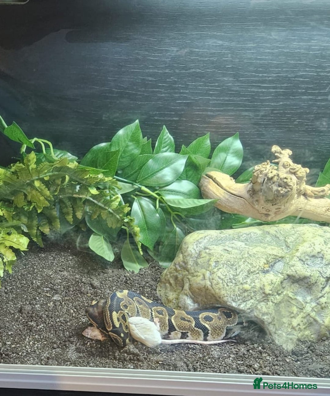 Python Snake reptiles for sale: Royal python  - Image 3