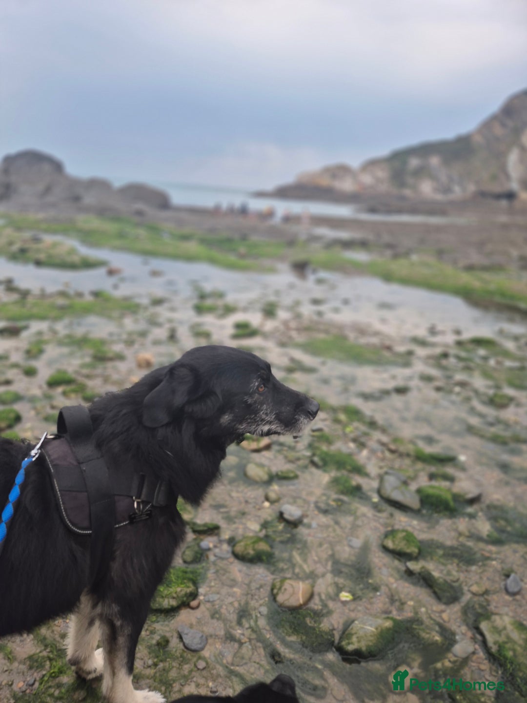 Mixed Breed dogs for sale: 4 year old large male dog. PLEASE READ DESCRIPTION - Advert 7