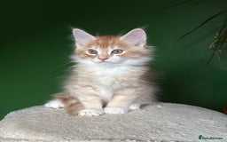 Maine Coon cats for sale: Maine Coon Kittens  - Image 3