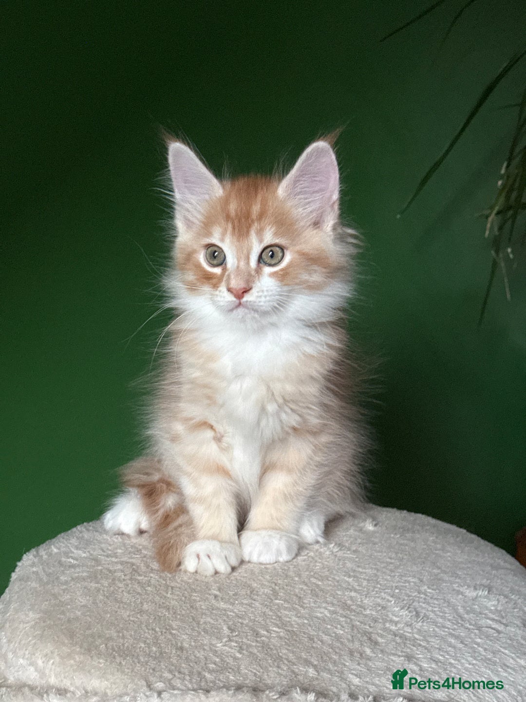 Maine Coon cats for sale: Maine Coon Kittens  - Image 3