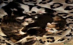 Domestic Shorthair cats for sale: 10 week old kittens for sale  - Image 4