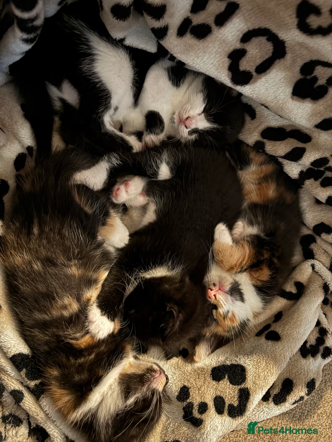 Domestic Shorthair cats for sale: 10 week old kittens for sale  - Image 4