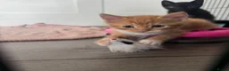 Domestic Shorthair cats for sale: 5 kittens available for their forever home 🩷💙 - Advert 31