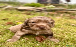 Sprocker dogs for sale: Sprocker spaniel puppies  - Image 8