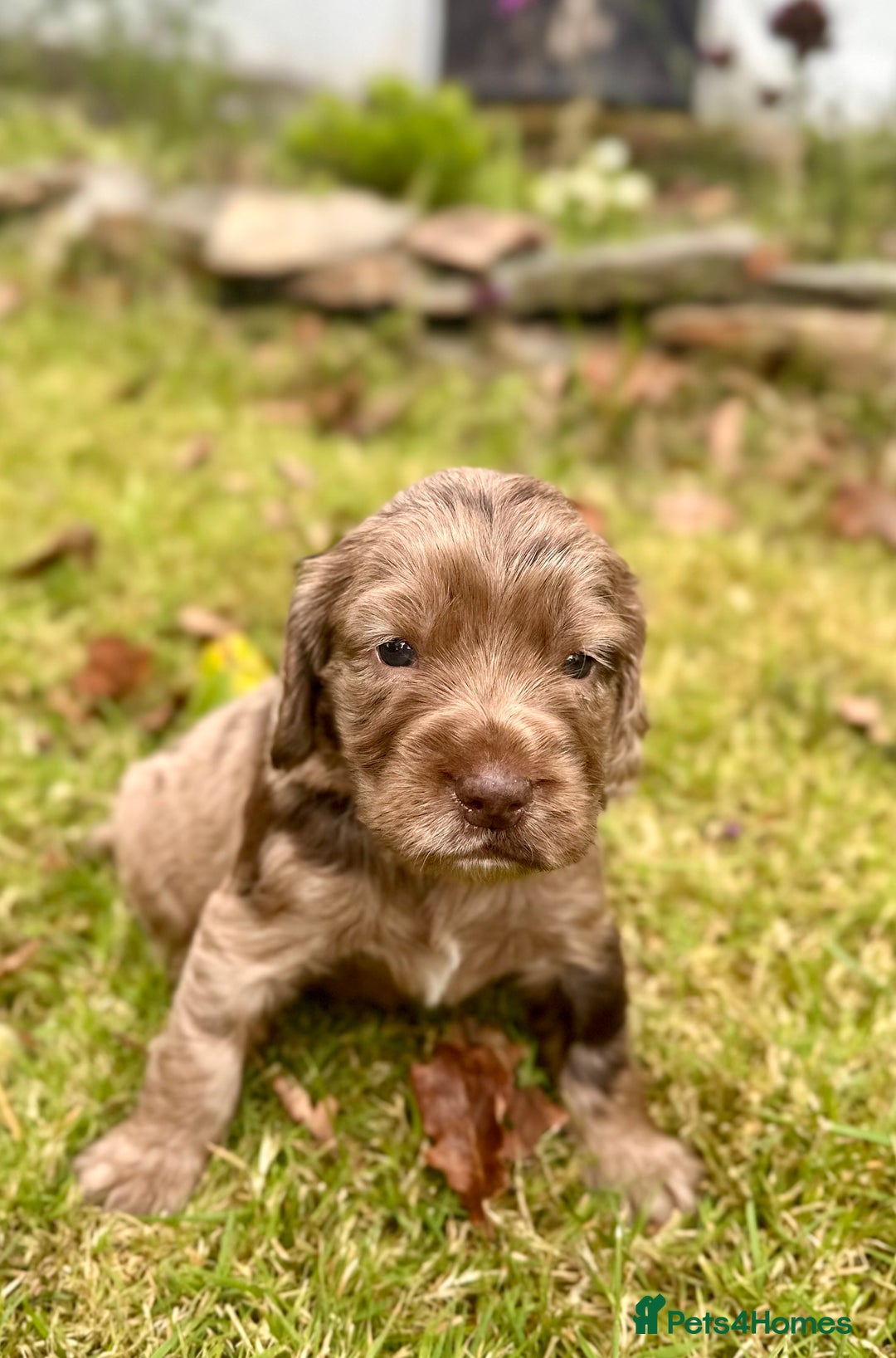 Sprocker dogs for sale: Sprocker spaniel puppies  - Image 8