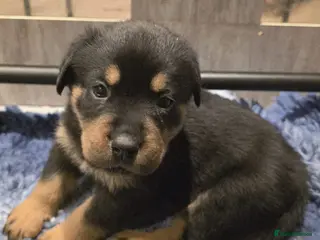 Rottweiler dogs Stunning KC REGISTERED chunky rottweiler - Advert 14