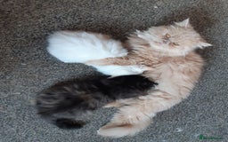 Persian cats for sale: Persian kittens I male 1 female - Image 1