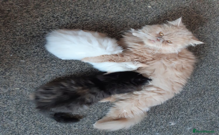 Persian cats - Advert 1
