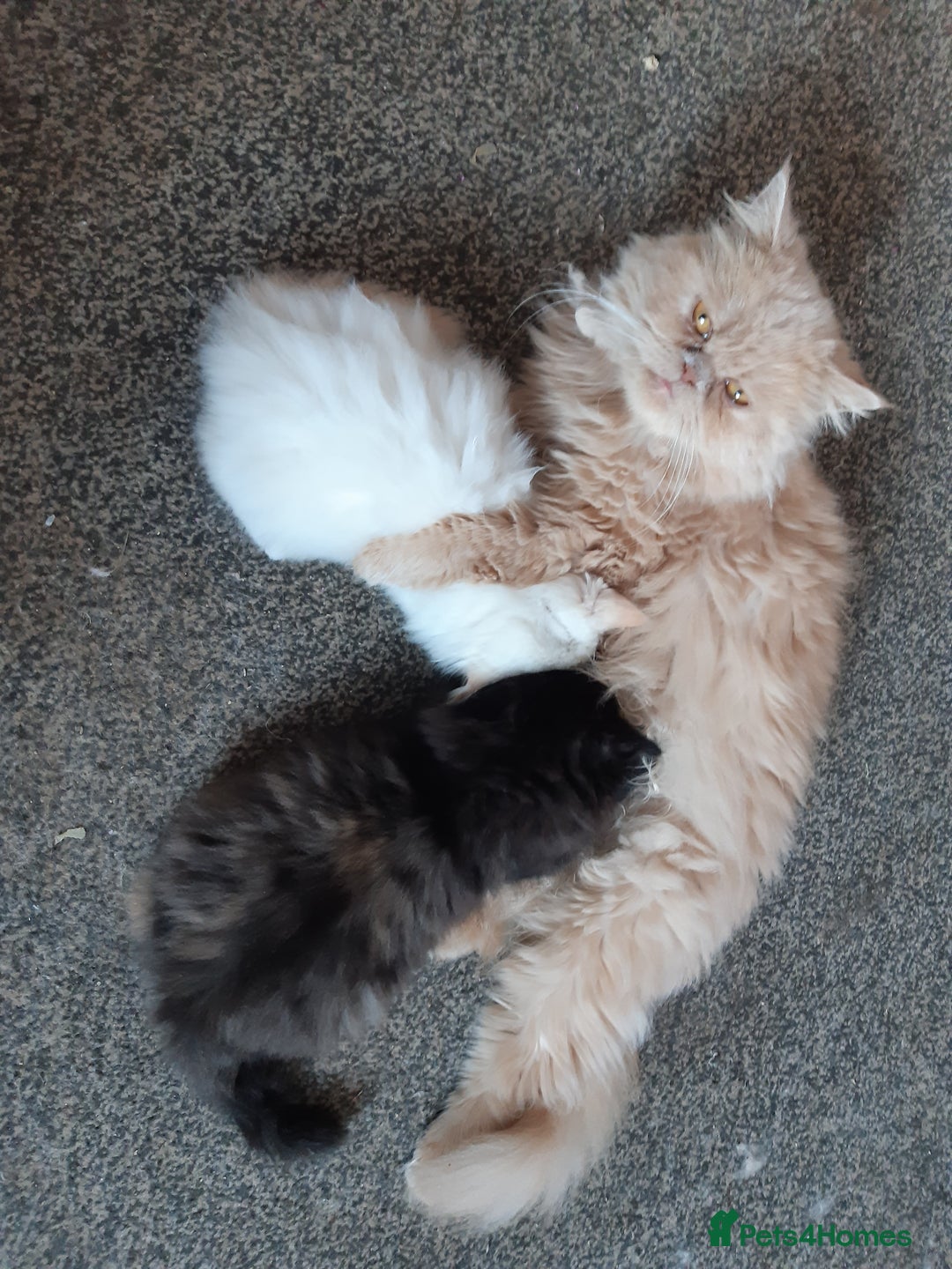 Persian cats for sale: Persian kittens I male 1 female - Image 1