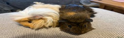 Guinea Pig rodents for sale: Adult and baby guinea pigs - Advert 8