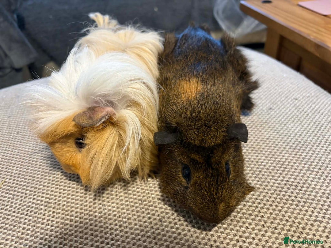 Guinea Pig rodents for sale: Adult and baby guinea pigs - Advert 8