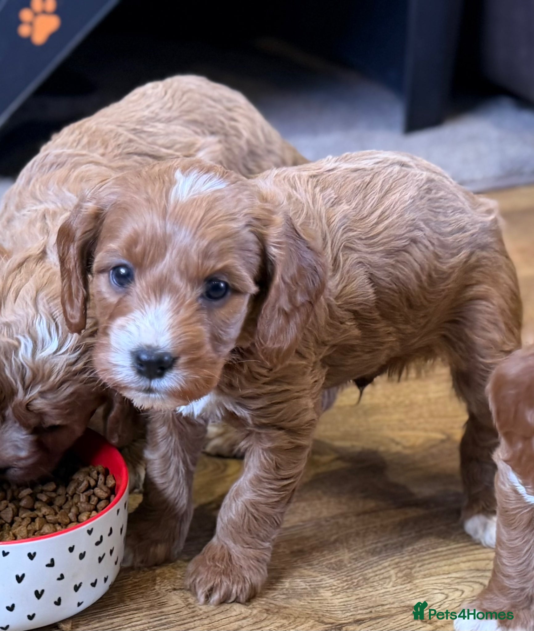 Cavapoo dogs Extensively health tested F1 Toy Cavapoo Puppy - Advert 2