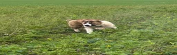 Central Asian Shepherd dogs for sale: Female central asian  - Advert 4