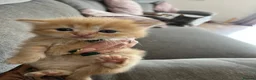 Mixed Breed cats for sale: Ragdoll cross Maine coon/exotic Persian  in Harlow - Advert 2