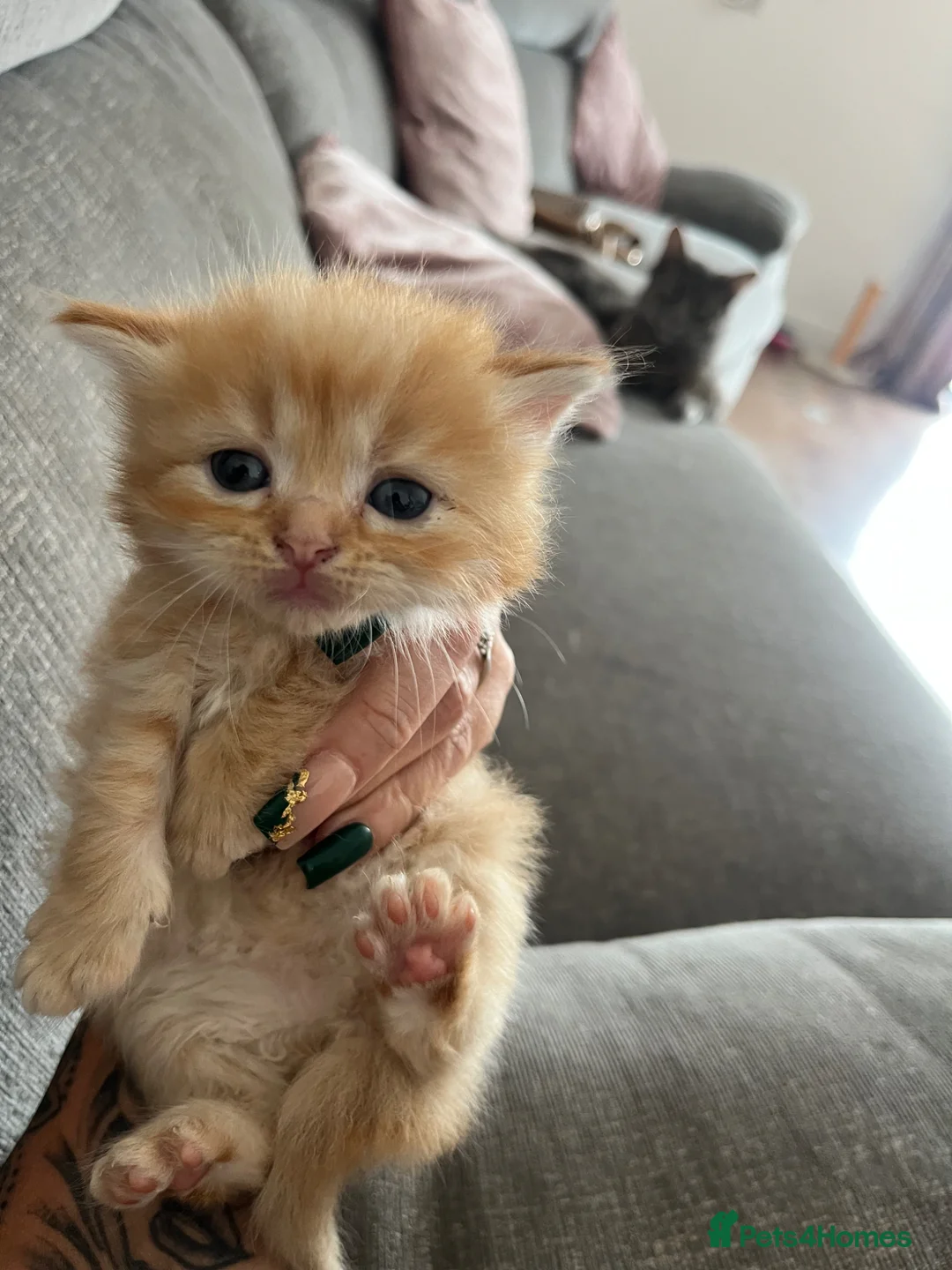 Mixed Breed cats for sale: Ragdoll cross Maine coon/exotic Persian  in Harlow - Advert 2