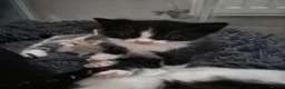 Domestic Shorthair cats for sale: Beautiful black and tabby babies  - Advert 12