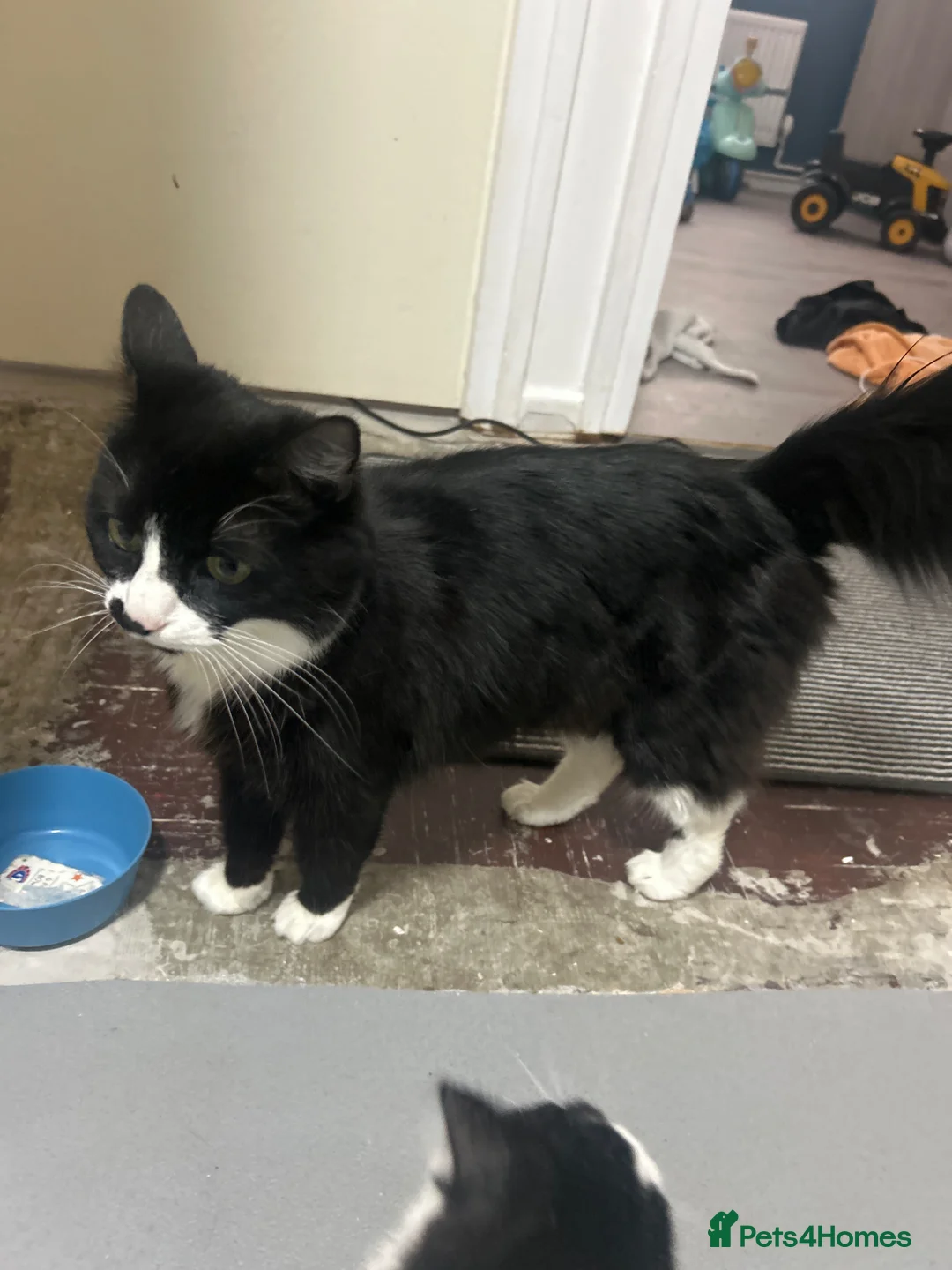 Mixed Breed cats for sale: Two male kittens  - Advert 2