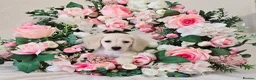 Miniature Dachshund dogs for sale: Rare Cream Longcoat Miniature Dachshund Puppies - Advert 4