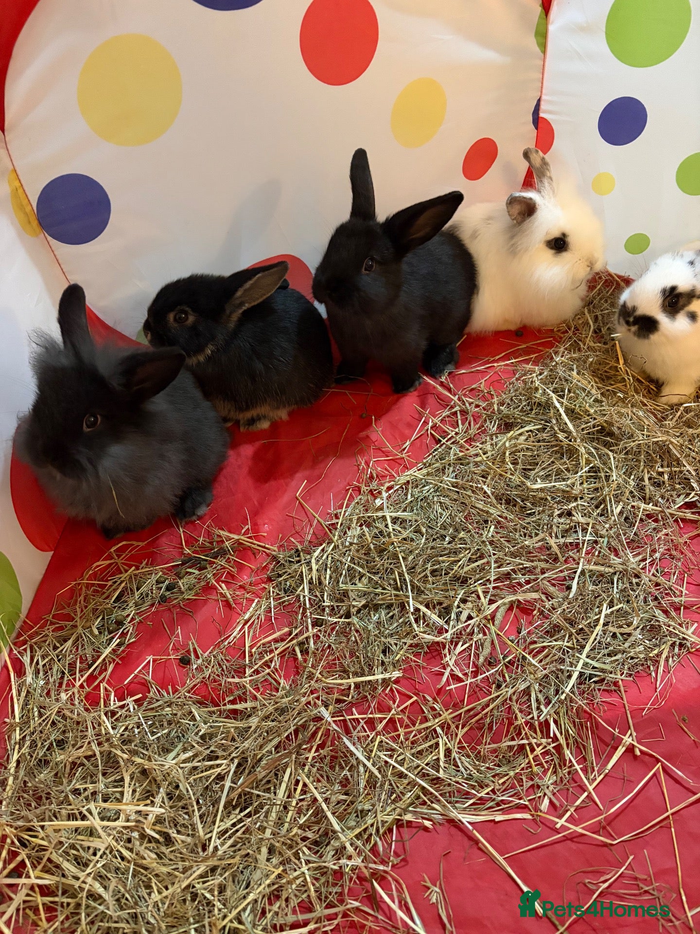 Mini Lion Lop rabbits for sale: Ready now 3x boy bunnies black  - Advert 1