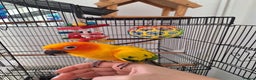 Conures birds for sale: Tame sun conure - Advert 2