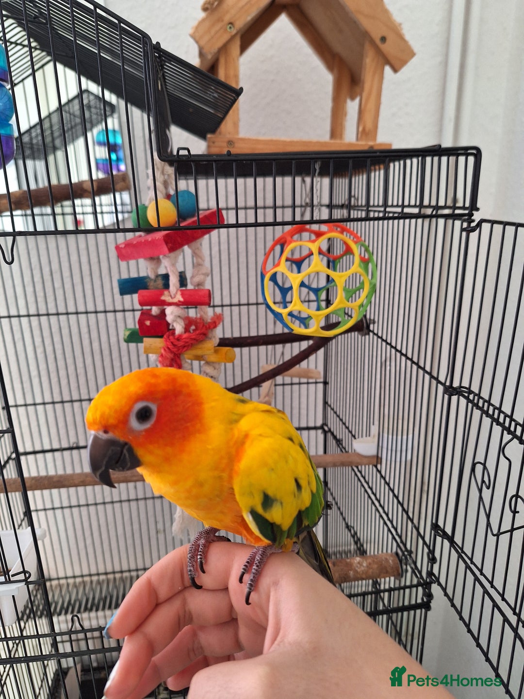 Conures birds for sale: Tame sun conure - Advert 2