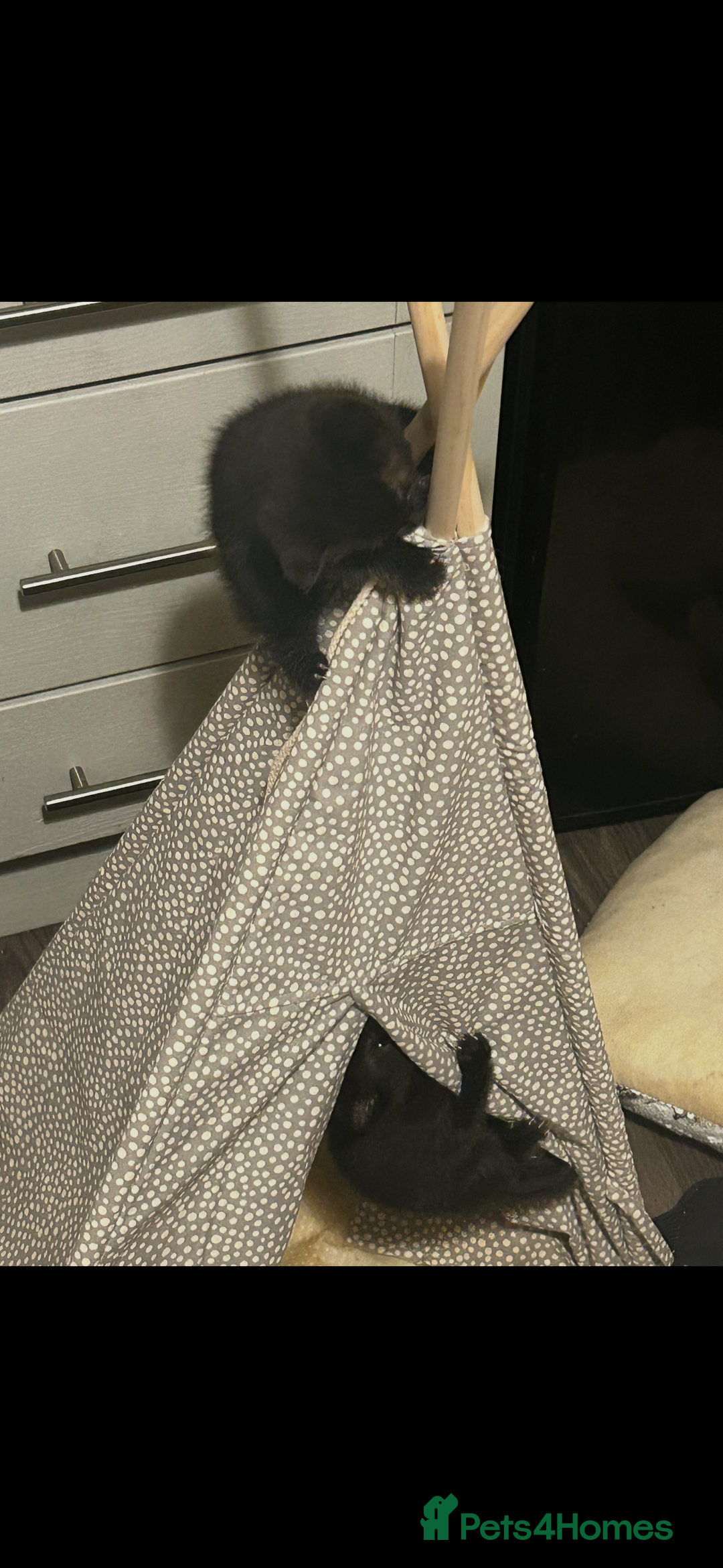 Mixed Breed cats for sale: 3 black kittens for sale  - Advert 6