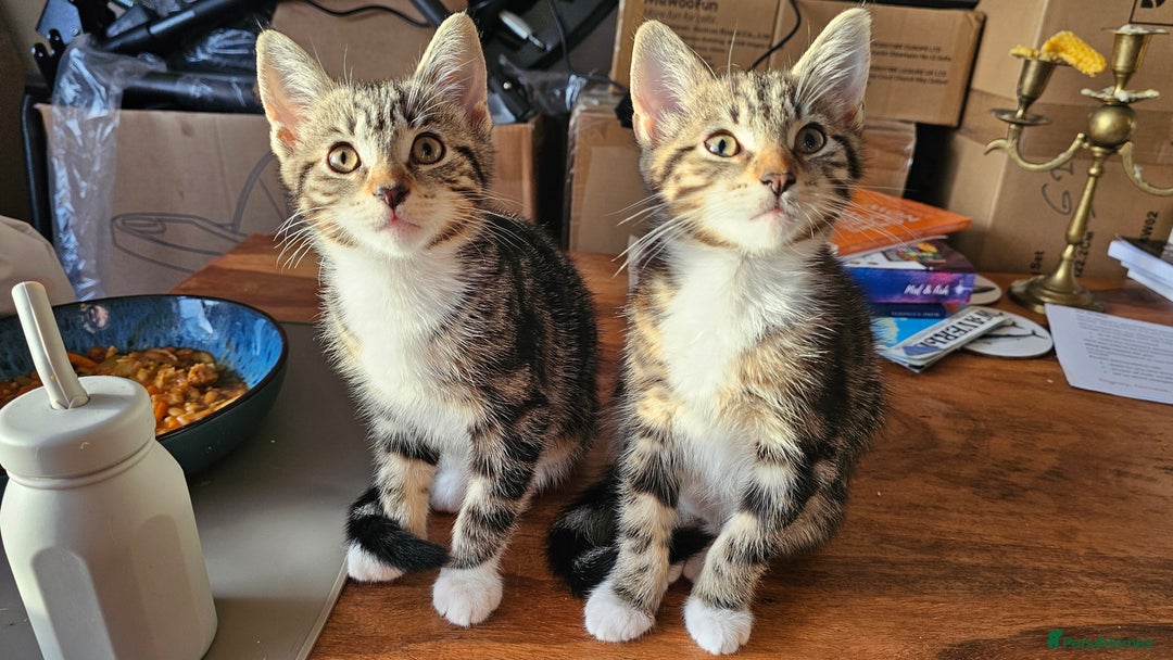 Mixed Breed cats for sale: Stunning maine coon cross kittens - Image 5
