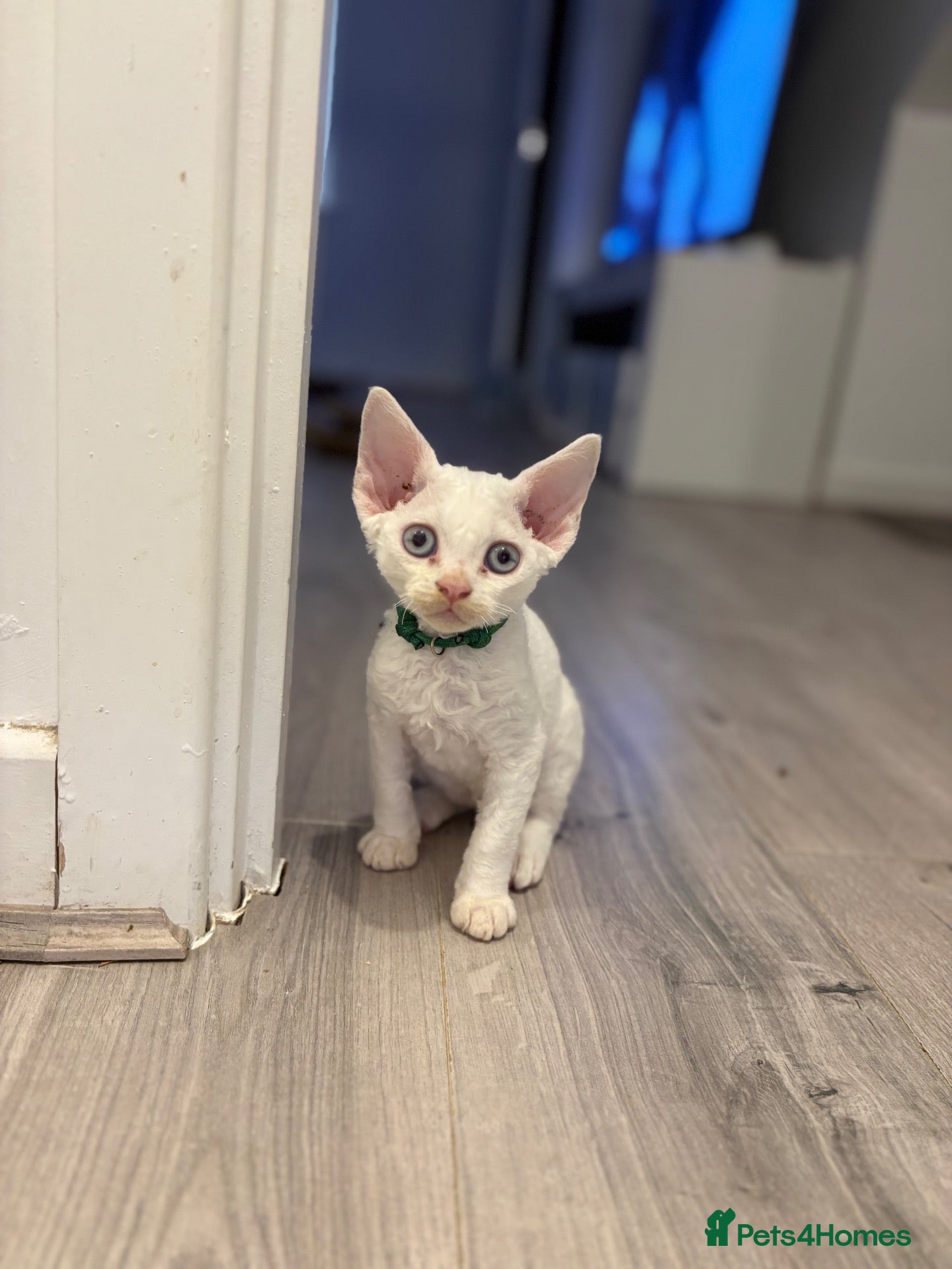 Devon Rex cats 😻Male  Devon rex Kittens available 😻❤️ - Advert 1
