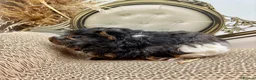 Guinea Pig rodents for sale: LOTS OF FEMALE GUINEA PIGS AVAILABLE  - Advert 6