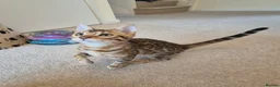 Bengal cats for sale: Stunning Pedigree Bengal Kittens - Advert 3
