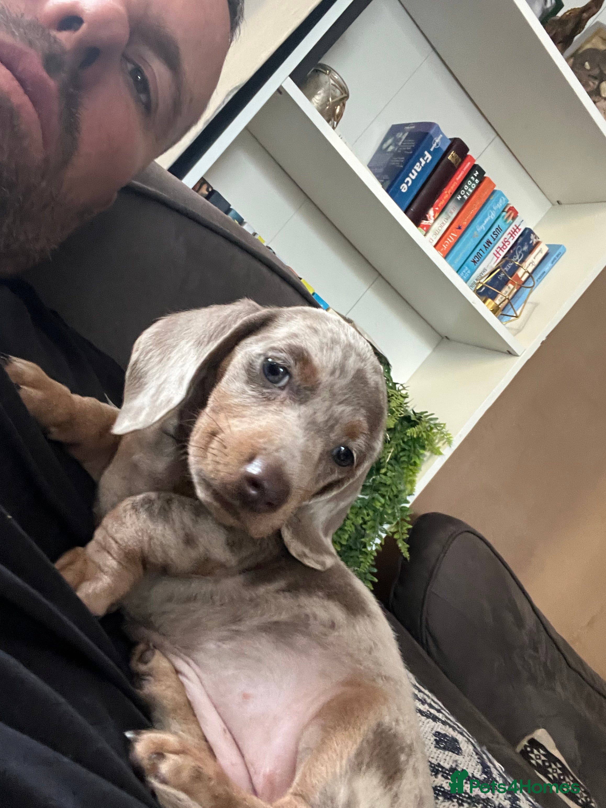 Miniature Dachshund dogs John s  - Advert 2