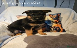German Shepherd dogs for sale: GLENCONNER GERMAN SHEPHERDS  - Image 7