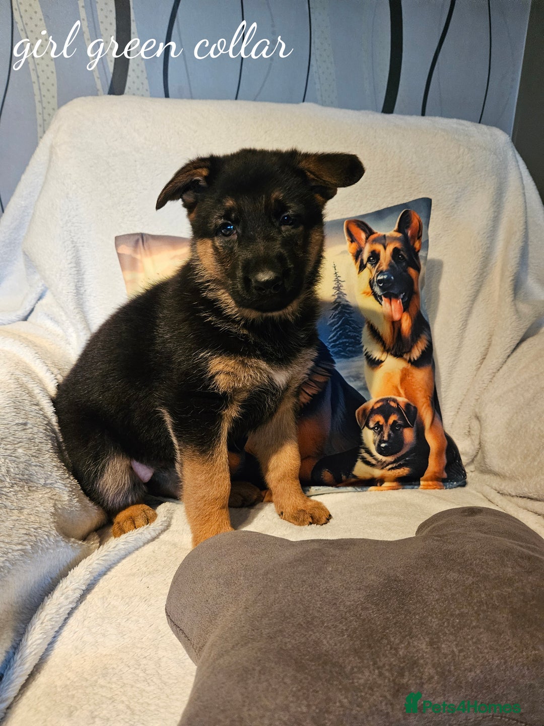 German Shepherd dogs for sale: GLENCONNER GERMAN SHEPHERDS  - Image 7