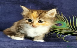 Siberian cats for sale:  Registered Calico Siberian kittens  - Image 11