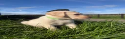 Labrador Retriever dogs for sale: Beautiful Labrador puppies chocolate and yellow  in Chulmleigh - Advert 8