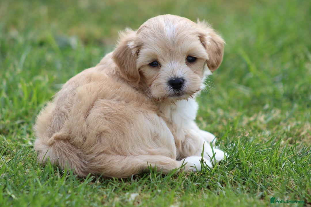 Cavapoochon dogs for sale: Beautiful Cavapoochon puppies for sale - Image 9