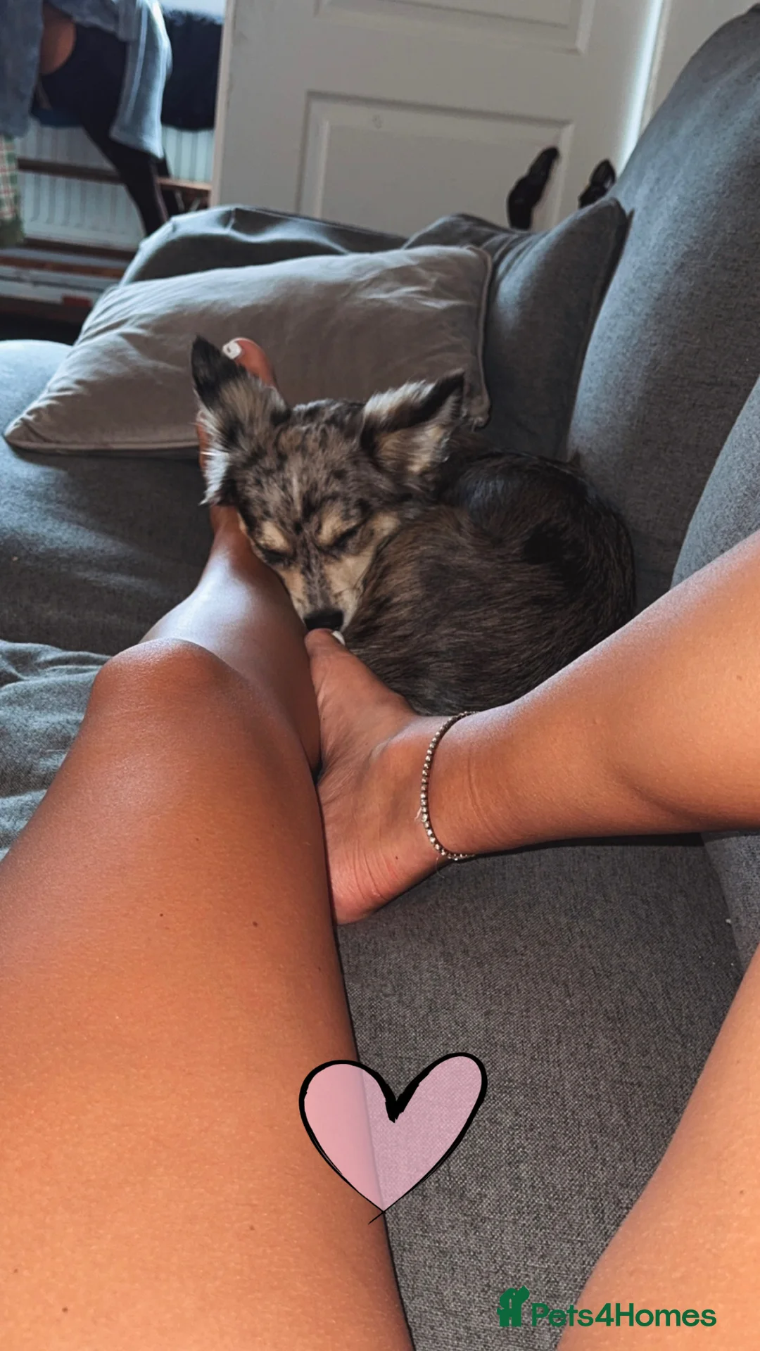 Jack Chi dogs for sale: 12 month old Merl JackChi  **  - Advert 6