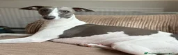 Italian Greyhound dogs for sale: 7/8 Italian Greyhound, 1/8 Whippet Puppies Due - Advert 8